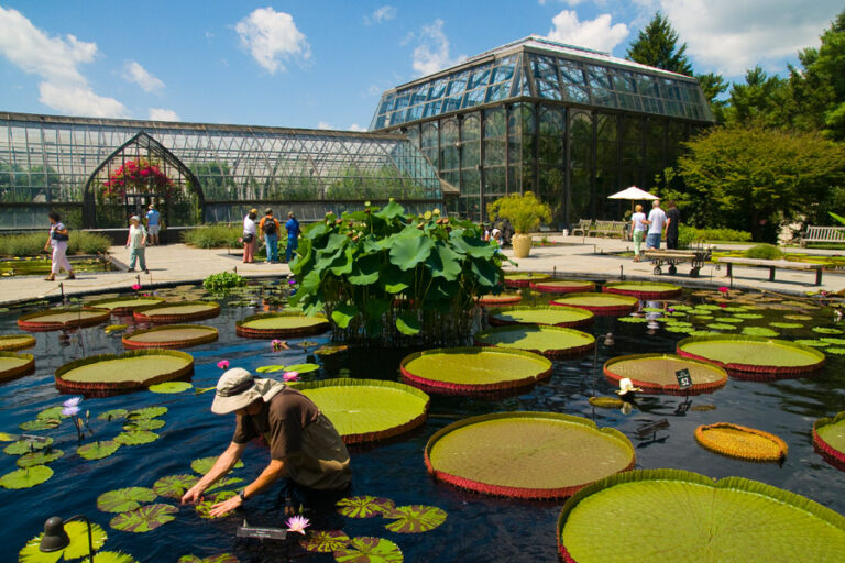 Longwood Gardens Lily Pads BKrist 900 768x512
