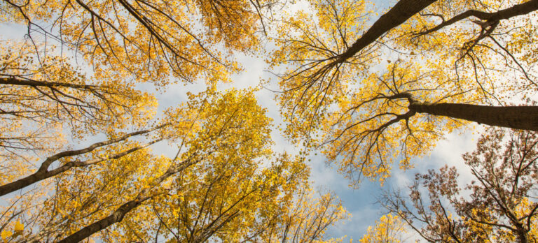 sads burst wheat1 10 03 2016 e1569011897407 2560x1160 1 768x348